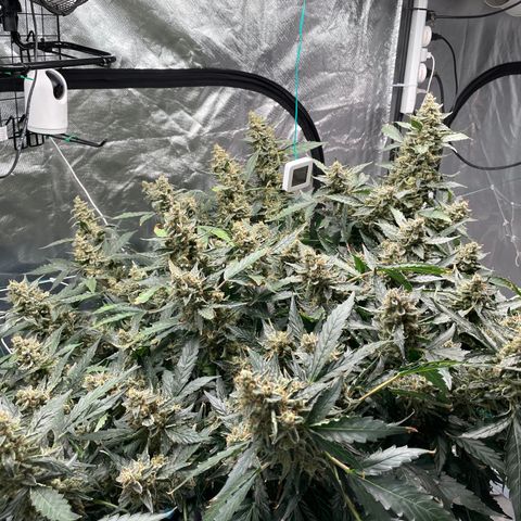 Moby dick XXL  [auto] growlog timeline photo