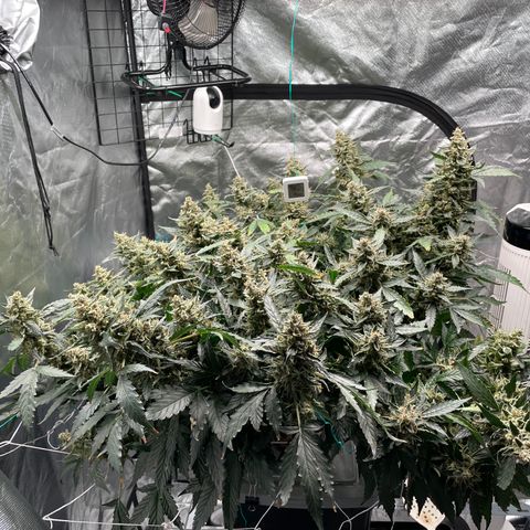 Moby dick XXL  [auto] growlog timeline photo