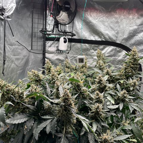 Moby dick XXL  [auto] growlog timeline photo