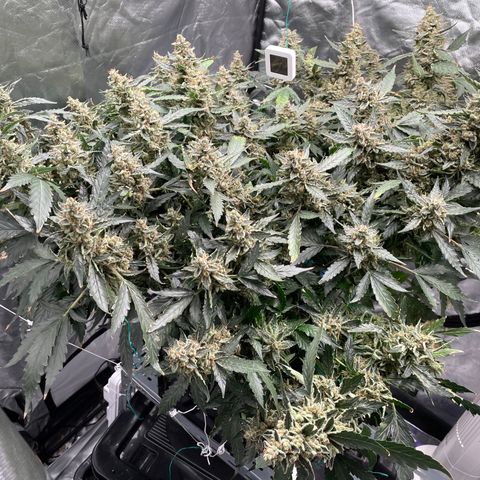 Moby dick XXL  [auto] growlog timeline photo