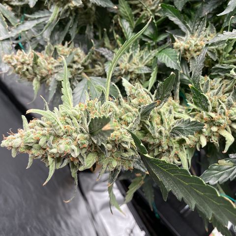 Moby dick XXL  [auto] growlog timeline photo