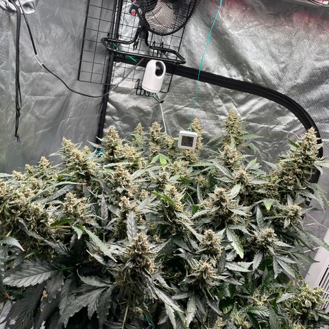 Moby dick XXL  [auto] growlog timeline photo