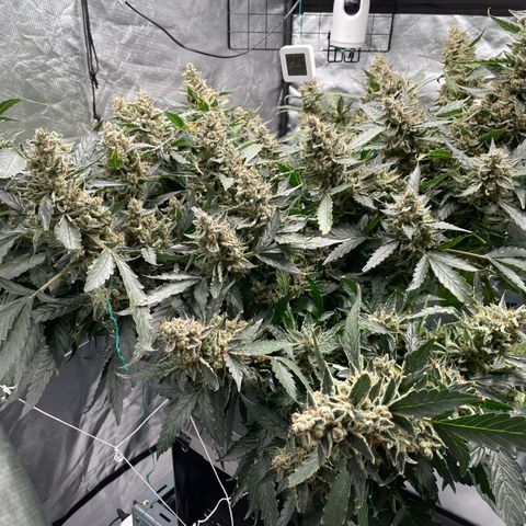 Moby dick XXL  [auto] growlog timeline photo