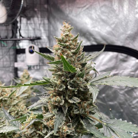 Moby dick XXL  [auto] growlog timeline photo
