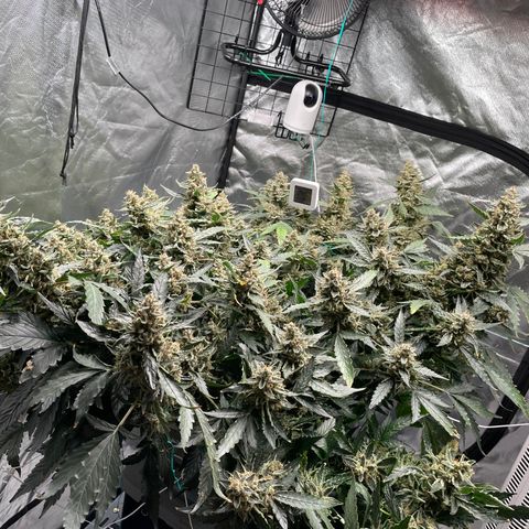 Moby dick XXL  [auto] growlog timeline photo