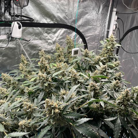 Moby dick XXL  [auto] growlog timeline photo