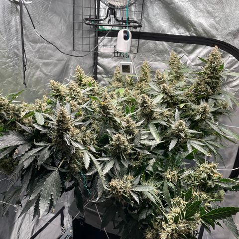 Moby dick XXL  [auto] growlog timeline photo