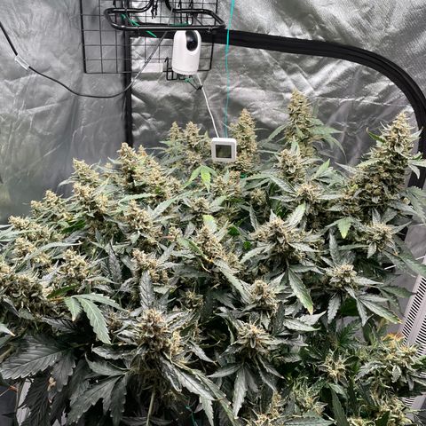 Moby dick XXL  [auto] growlog timeline photo