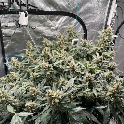 Moby dick XXL  [auto] growlog timeline photo