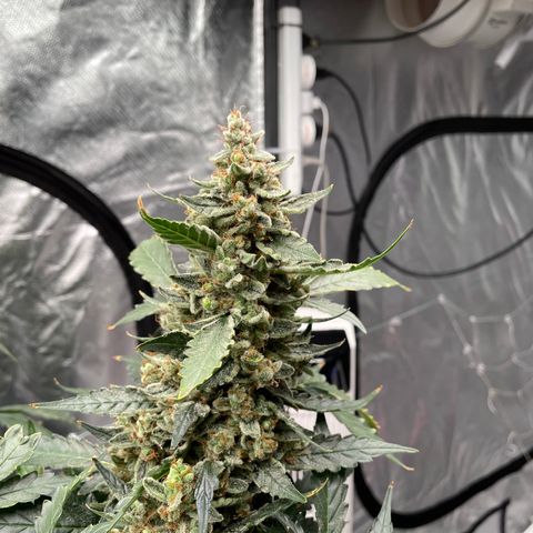 Moby dick XXL  [auto] growlog timeline photo