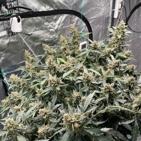 Moby dick XXL  [auto] growlog timeline photo