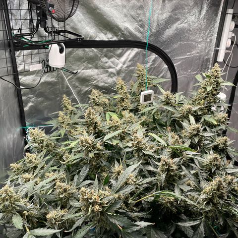 Moby dick XXL  [auto] growlog timeline photo