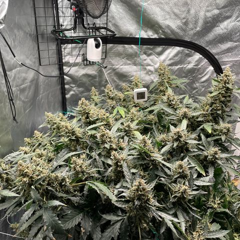 Moby dick XXL  [auto] growlog timeline photo