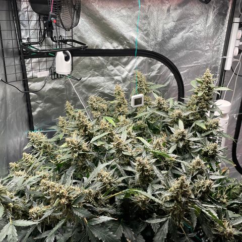 Moby dick XXL  [auto] growlog timeline photo