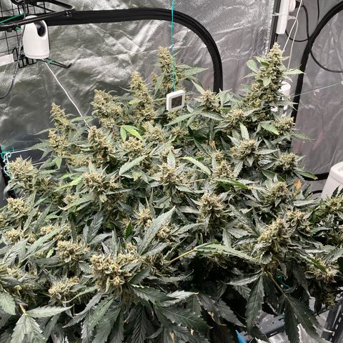 Moby dick XXL  [auto] growlog timeline photo