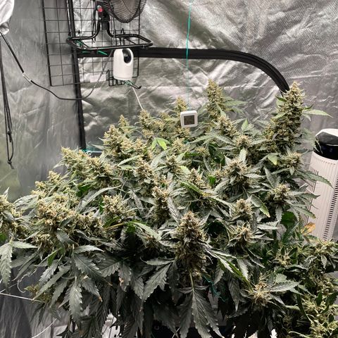Moby dick XXL  [auto] growlog timeline photo