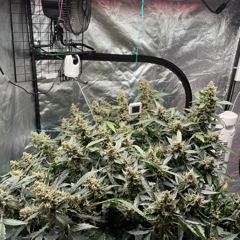 Moby dick XXL  [auto] growlog timeline photo