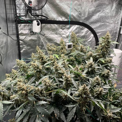 Moby dick XXL  [auto] growlog timeline photo