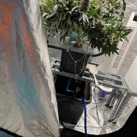 Moby dick XXL  [auto] growlog timeline photo