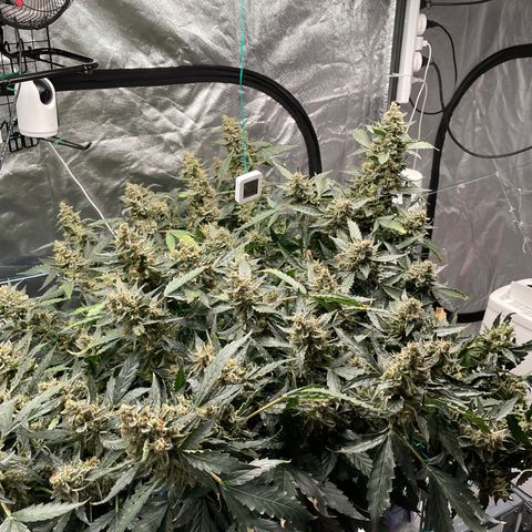 Moby dick XXL  [auto] growlog timeline photo
