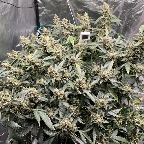 Moby dick XXL  [auto] growlog timeline photo