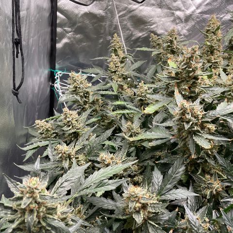 Moby dick XXL  [auto] growlog timeline photo