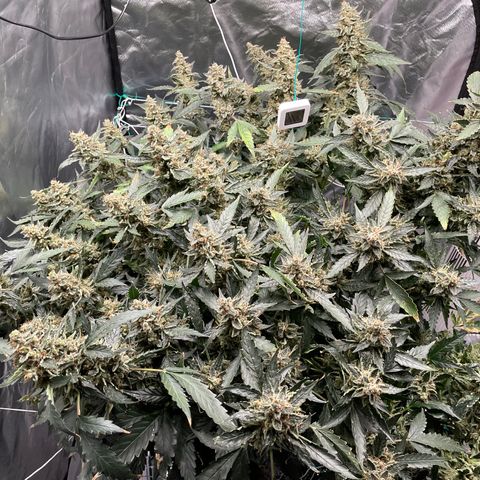 Moby dick XXL  [auto] growlog timeline photo