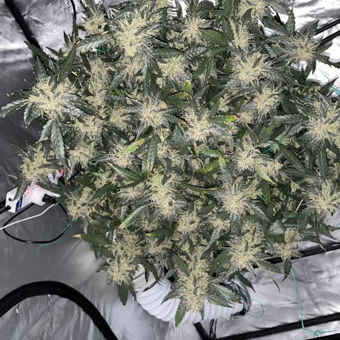 Moby dick XXL  [auto] growlog timeline photo