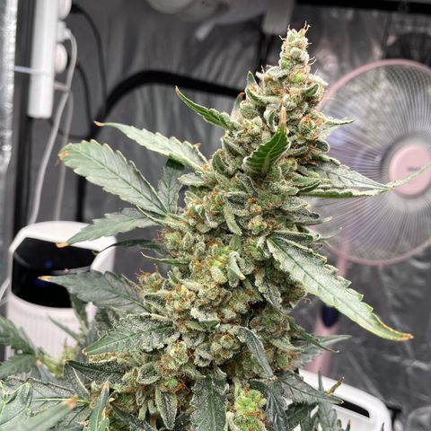 Moby dick XXL  [auto] growlog timeline photo