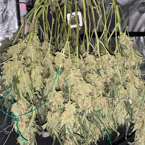 Moby dick XXL  [auto] growlog timeline photo