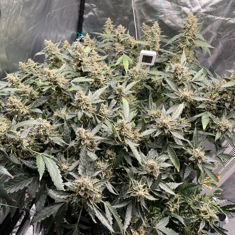 Moby dick XXL  [auto] growlog timeline photo