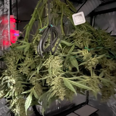 Moby dick XXL  [auto] growlog timeline photo