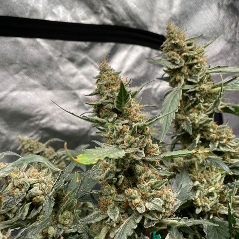 Moby dick XXL  [auto] growlog timeline photo