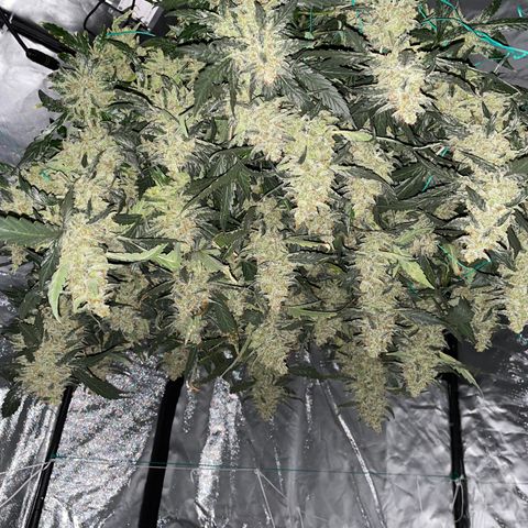 Moby dick XXL  [auto] growlog timeline photo