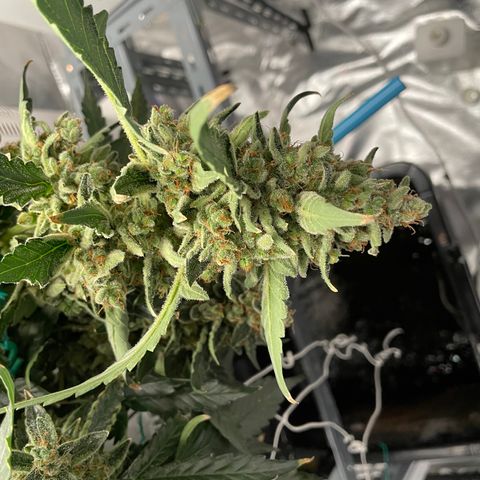 Moby dick XXL  [auto] growlog timeline photo