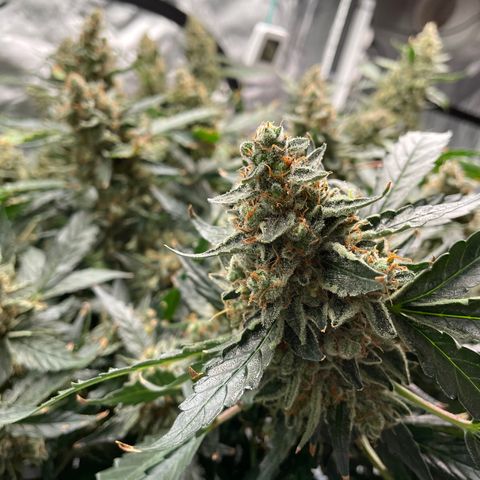 Moby dick XXL  [auto] growlog timeline photo