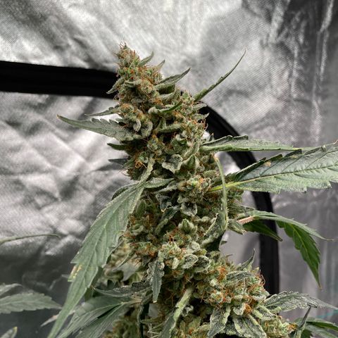 Moby dick XXL  [auto] growlog timeline photo