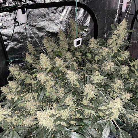 Moby dick XXL  [auto] growlog timeline photo