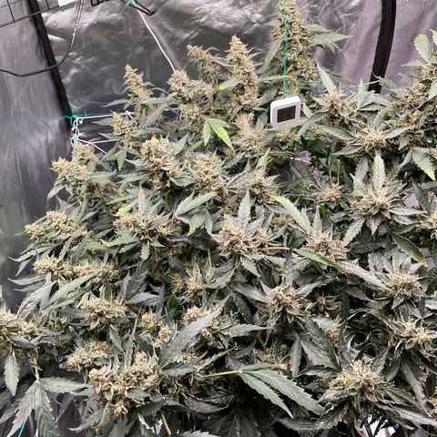 Moby dick XXL  [auto] growlog timeline photo