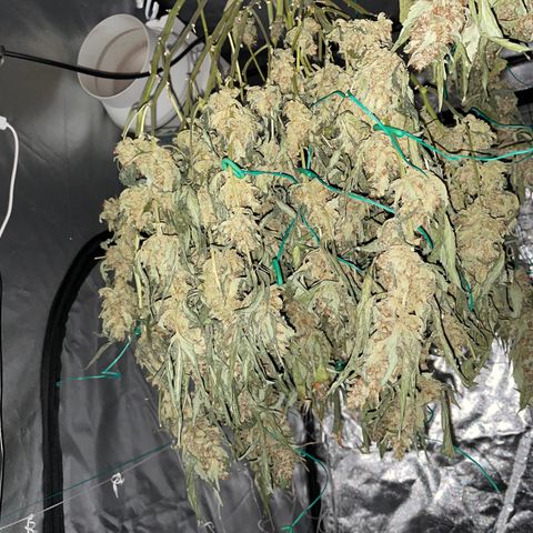 Moby dick XXL  [auto] growlog timeline photo
