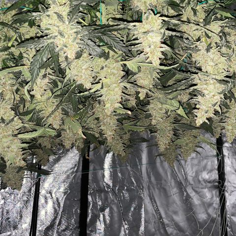 Moby dick XXL  [auto] growlog timeline photo