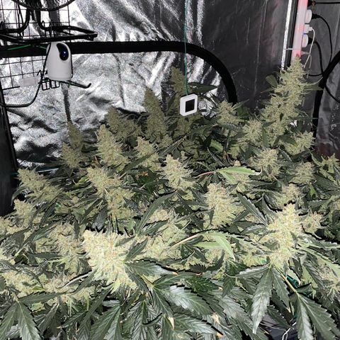 Moby dick XXL  [auto] growlog timeline photo