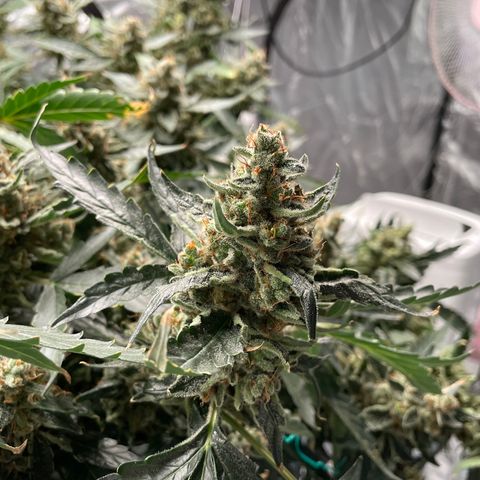 Moby dick XXL  [auto] growlog timeline photo