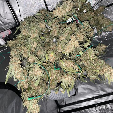 Moby dick XXL  [auto] growlog timeline photo