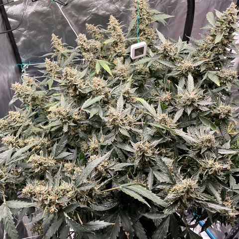 Moby dick XXL  [auto] growlog timeline photo