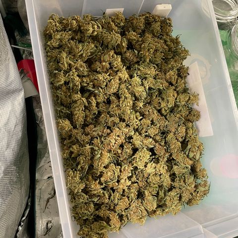 Moby dick XXL  [auto] growlog timeline photo