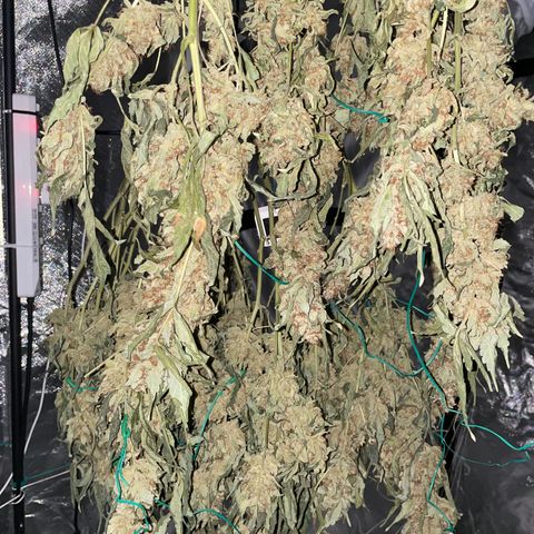 Moby dick XXL  [auto] growlog timeline photo