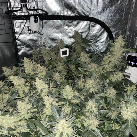 Moby dick XXL  [auto] growlog timeline photo