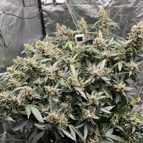 Moby dick XXL  [auto] growlog timeline photo
