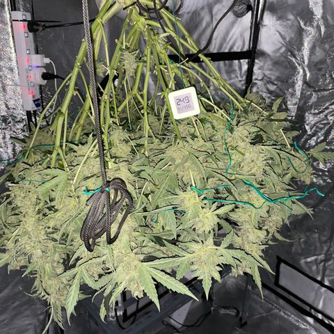 Moby dick XXL  [auto] growlog timeline photo
